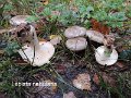 Clitocybe nebularis-amf452